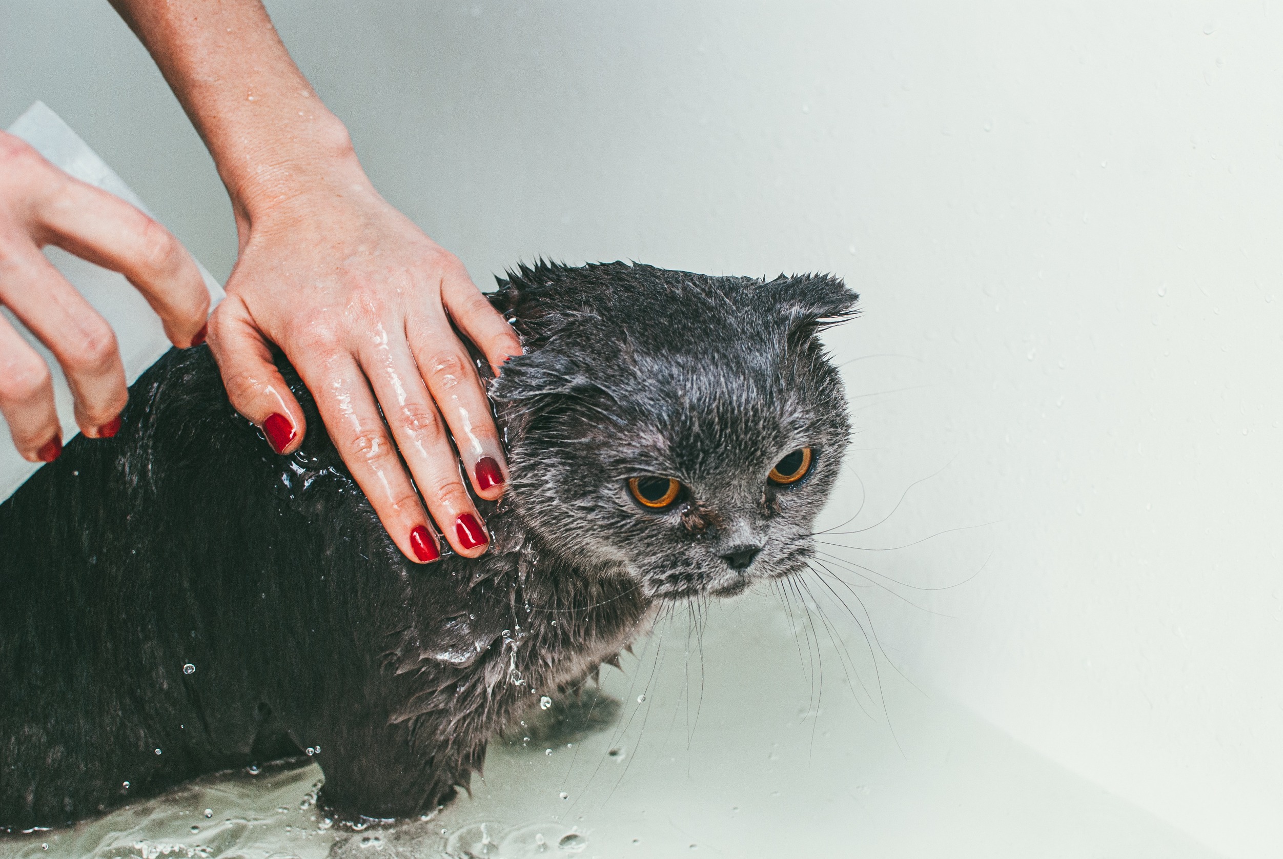 Cuál es la razón por la qué los gatos odian el agua